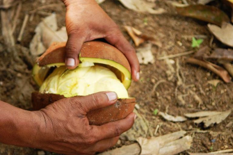 Kepayang, Peredam Tambang Emas Ilegal di Desa Raden Anom