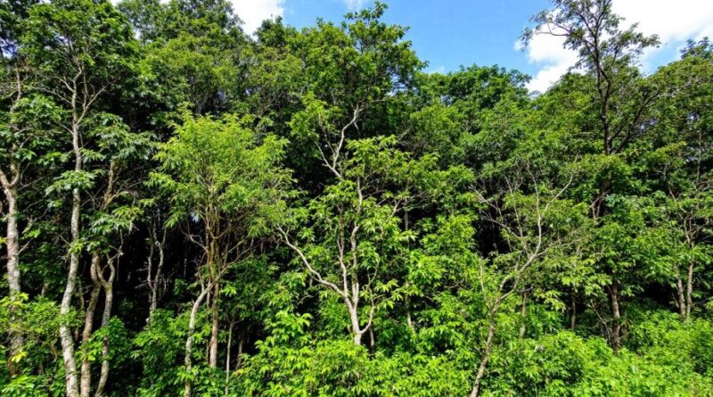 Hutan lebat di KPHP Limau, Jambi, dengan pohon-pohon hijau.