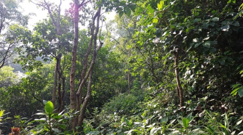 Pemandangan hutan KPHP Limau Jambi yang subur dan hijau.